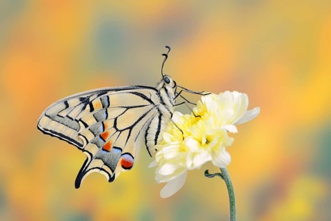 Swallowtail (Papilio machaon) on a flower, North Rhine-Westphalia, Germany