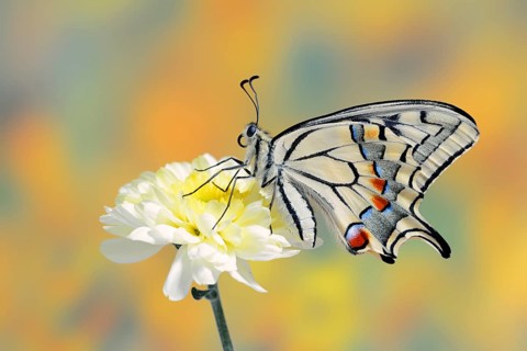 Swallowtail (Papilio machaon) on a flower, North Rhine-Westphalia, Germany