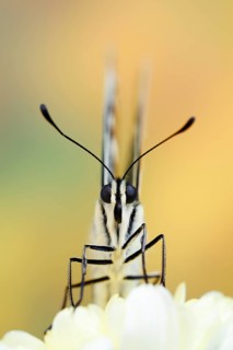Swallowtail (Papilio machaon), North Rhine-Westphalia, Germany