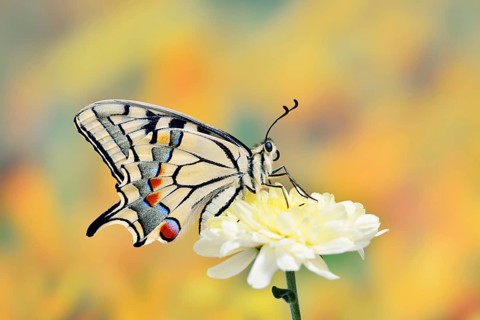 Swallowtail (Papilio machaon) on a flower, North Rhine-Westphalia, Germany