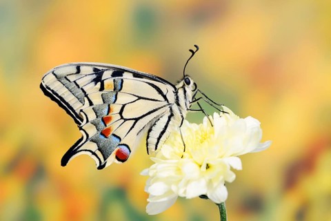 Swallowtail (Papilio machaon) on a flower, North Rhine-Westphalia, Germany