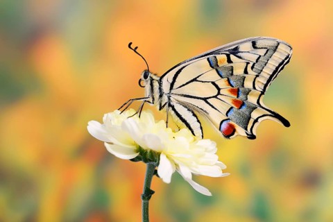Swallowtail (Papilio machaon) on a flower, North Rhine-Westphalia, Germany