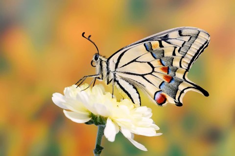 Swallowtail (Papilio machaon) on a flower, North Rhine-Westphalia, Germany