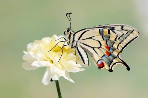 Swallowtail (Papilio machaon) on a flower, North Rhine-Westphalia, Germany