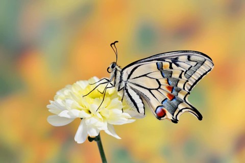 Swallowtail (Papilio machaon) on a flower, North Rhine-Westphalia, Germany