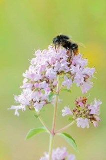 Stone bumblebee (Bombus lapidarius) on a flower of oregano (Origanum vulgare), North