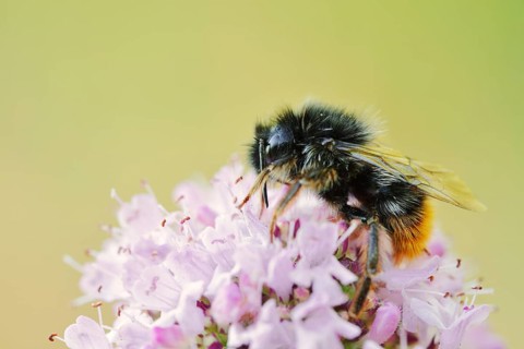 Stone bumblebee (Bombus lapidarius) on a flower of oregano (Origanum vulgare), North