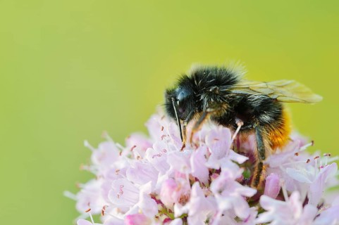 Stone bumblebee (Bombus lapidarius) on a flower of oregano (Origanum vulgare), North