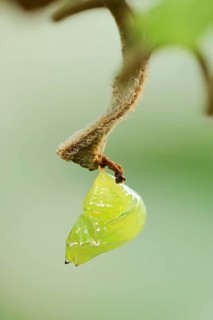 Glasswing butterfly (Greta oto, Greta morgane oto), pupa, occurrence in Central and South America