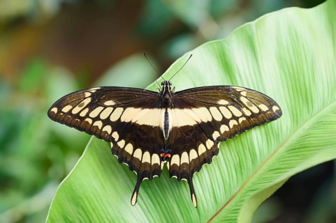 Royal Swallowtail or Royal Page (Papilio thoas), captive, occurring in Central and South America