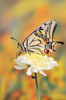 Swallowtail (Papilio machaon) on a flower, North Rhine-Westphalia, Germany