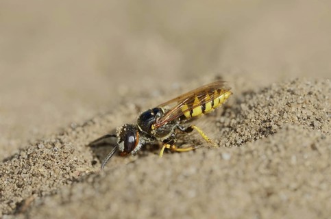 Beewolf (Philanthus triangulum), North Rhine-Westphalia, Germany