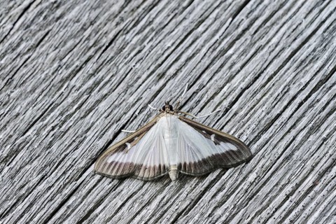 Box tree moth (Cydalima perspectalis) on weathered wood, North Rhine-Westphalia, Germany