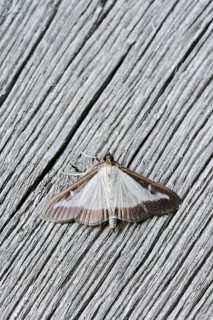 Box tree moth (Cydalima perspectalis) on weathered wood, North Rhine-Westphalia, Germany