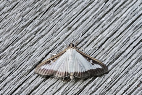 Box tree moth (Cydalima perspectalis) on weathered wood, North Rhine-Westphalia, Germany