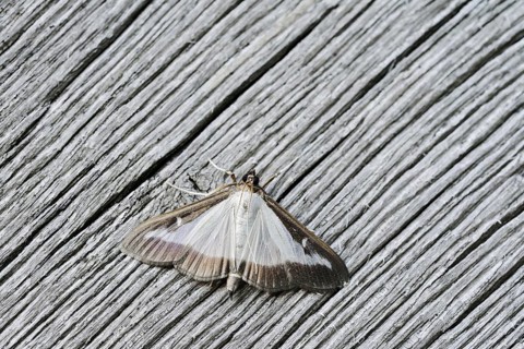 Box tree moth (Cydalima perspectalis) on weathered wood, North Rhine-Westphalia, Germany