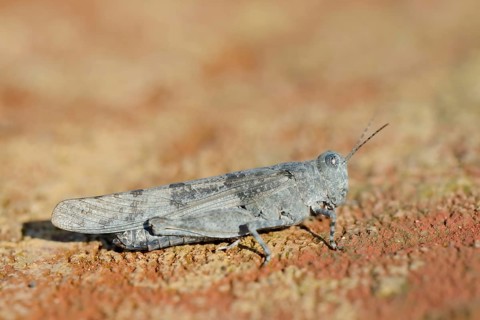Blue Winged Grasshopper (Sphingonotus caerulans), North Rhine-Westphalia, Germany