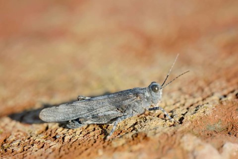 Blue Winged Grasshopper (Sphingonotus caerulans), North Rhine-Westphalia, Germany