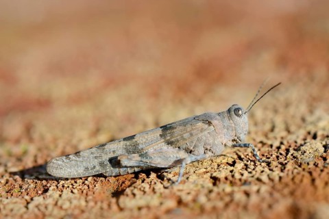 Blue Winged Grasshopper (Sphingonotus caerulans), North Rhine-Westphalia, Germany