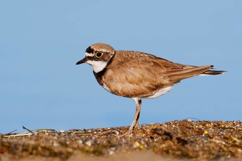 Little Ringed Plover (Charadrius dubius), North Rhine-Westphalia, Germany