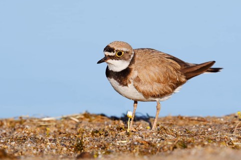 Little Ringed Plover (Charadrius dubius), North Rhine-Westphalia, Germany