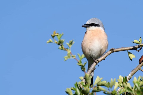 Red-backed shrike (Lanius collurio), male, North Rhine-Westphalia, Germany