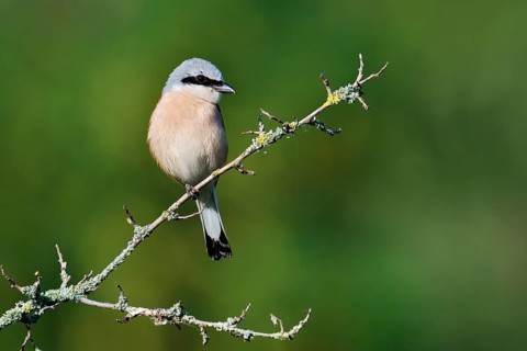 Red-backed shrike (Lanius collurio), male, North Rhine-Westphalia, Germany