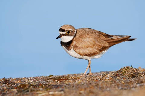 Little Ringed Plover (Charadrius dubius), North Rhine-Westphalia, Germany