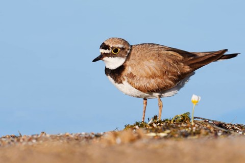 Little Ringed Plover (Charadrius dubius), North Rhine-Westphalia, Germany