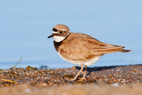 Little Ringed Plover (Charadrius dubius), North Rhine-Westphalia, Germany