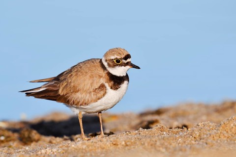 Little Ringed Plover (Charadrius dubius), North Rhine-Westphalia, Germany