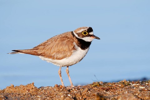 Little Ringed Plover (Charadrius dubius), North Rhine-Westphalia, Germany