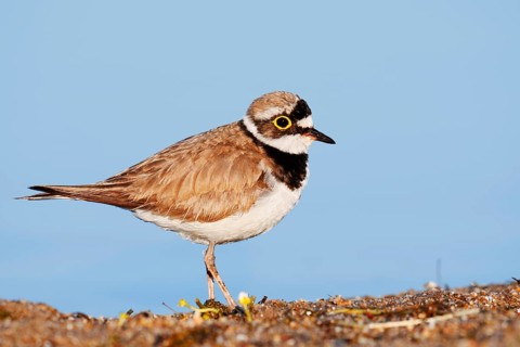 Little Ringed Plover (Charadrius dubius), North Rhine-Westphalia, Germany