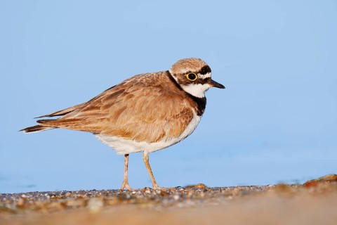 Little Ringed Plover (Charadrius dubius), North Rhine-Westphalia, Germany