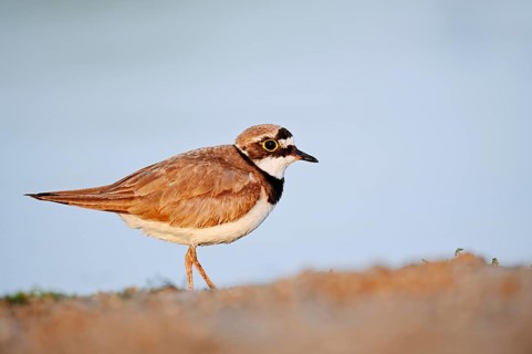 Little Ringed Plover (Charadrius dubius), North Rhine-Westphalia, Germany