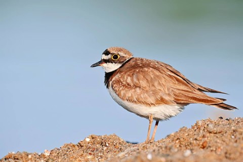 Little Ringed Plover (Charadrius dubius), North Rhine-Westphalia, Germany