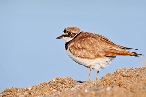 Little Ringed Plover (Charadrius dubius), North Rhine-Westphalia, Germany