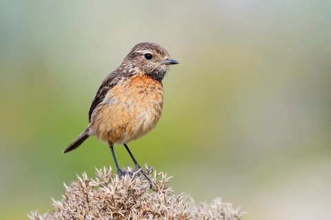 Stonechat (Saxicola rubicola), female, Algarve, Portugal