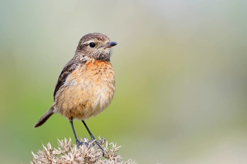 Stonechat (Saxicola rubicola), female, Algarve, Portugal