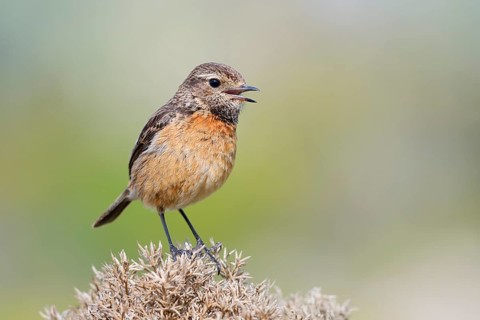 Stonechat (Saxicola rubicola), singing female, Algarve, Portugal