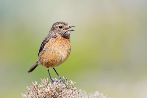 Stonechat (Saxicola rubicola), singing female, Algarve, Portugal