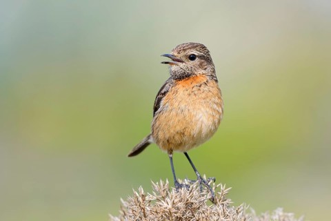 Stonechat (Saxicola rubicola), singing female, Algarve, Portugal