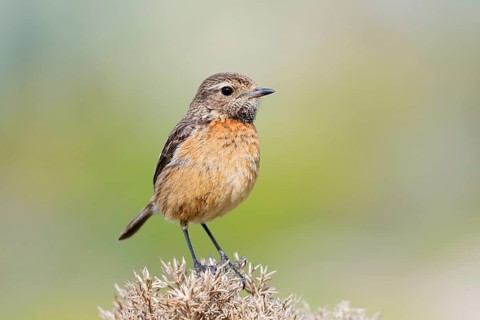 Stonechat (Saxicola rubicola), female, Algarve, Portugal