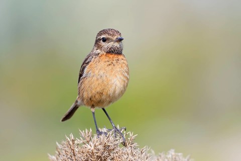 Stonechat (Saxicola rubicola), female, Algarve, Portugal