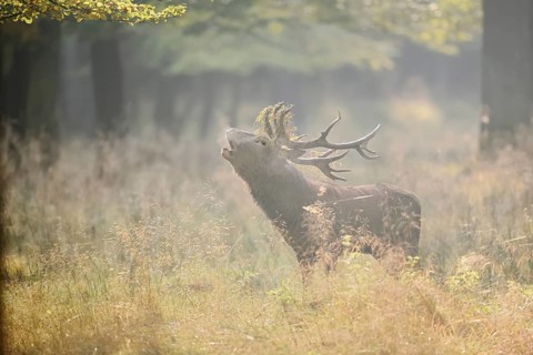 Red deer (Cervus elaphus) roaring in the rutting season, North Rhine-Westphalia, Germany