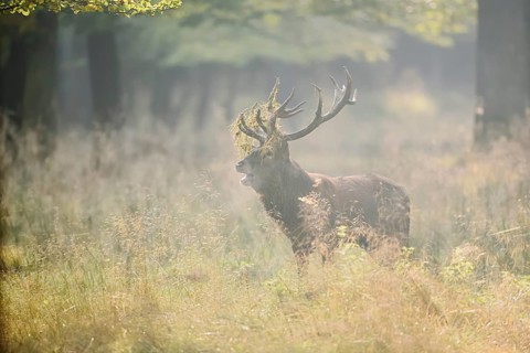 Red deer (Cervus elaphus) roaring in the rutting season, North Rhine-Westphalia, Germany