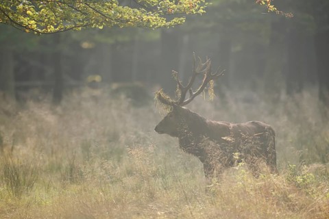 Red deer (Cervus elaphus) in the morning mist, North Rhine-Westphalia, Germany
