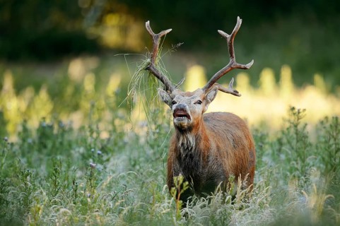 David's deer or milu (Elaphurus davidianus), flehmen male, originally native to eastern Asia,