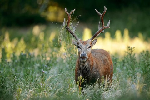 David's deer or milu (Elaphurus davidianus), flehmen male, originally native to eastern Asia,