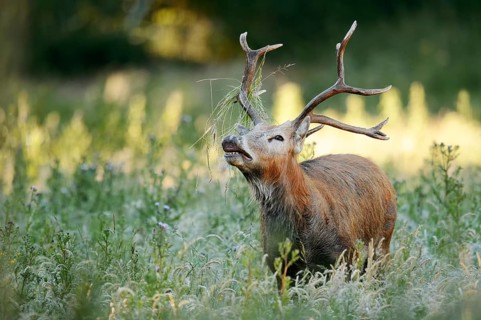 David's deer or milu (Elaphurus davidianus), flehmen male, originally native to eastern Asia,